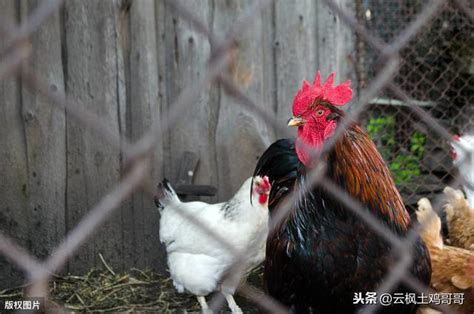 養雞人|你想自己養雞嗎？新手養雞入門指南1